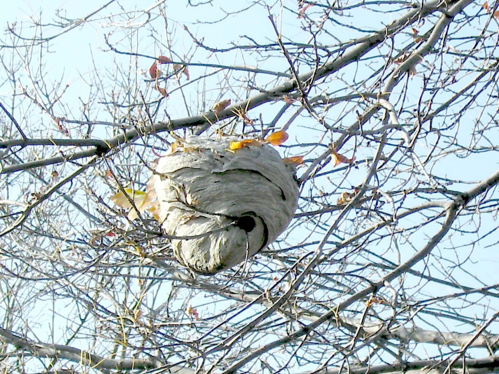 Осиное гнездо в парке у озера 
