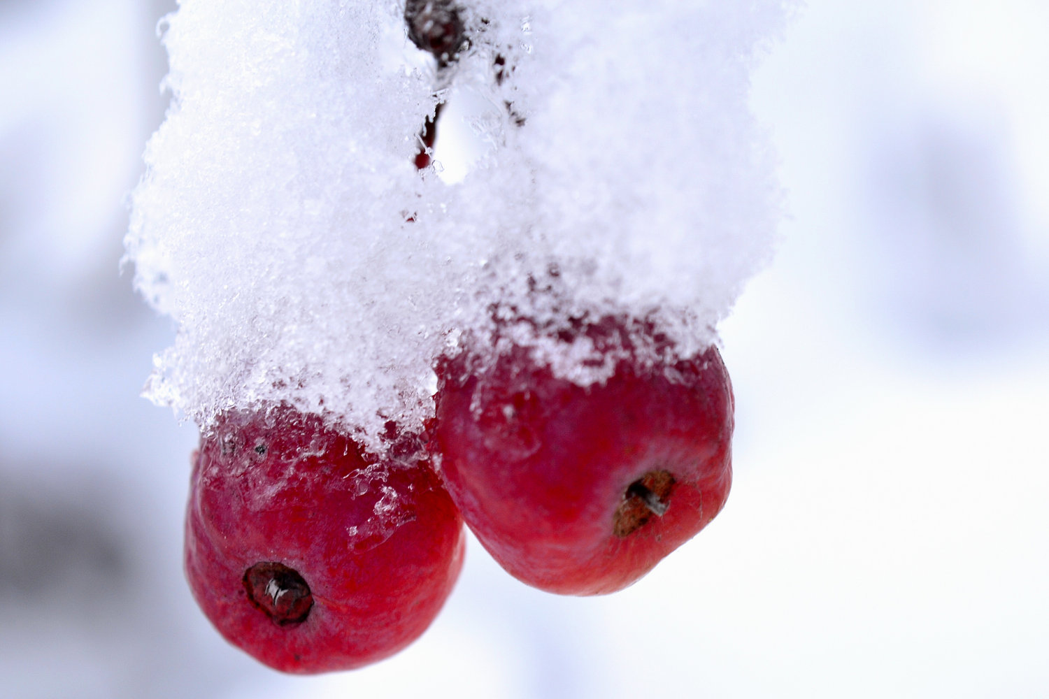 winter_cherries