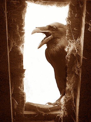 Ворона на моём окне 