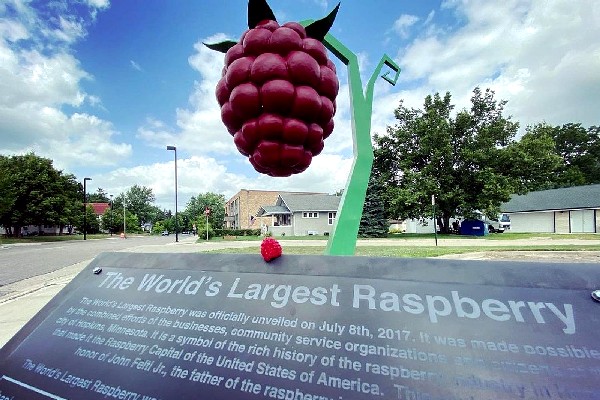 Самая большая ягода малины в мире (townsquare.media)