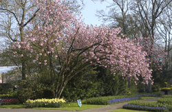 keukenhof_03061365