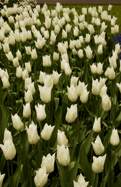 keukenhof_03061391