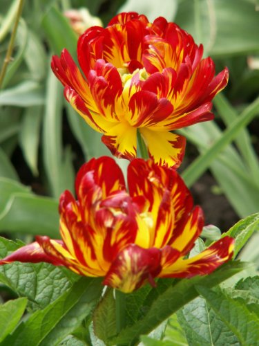 tulp