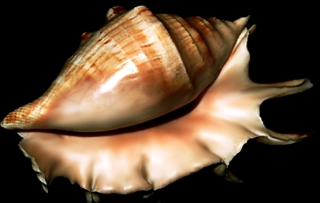 podarki_1 podarki_1