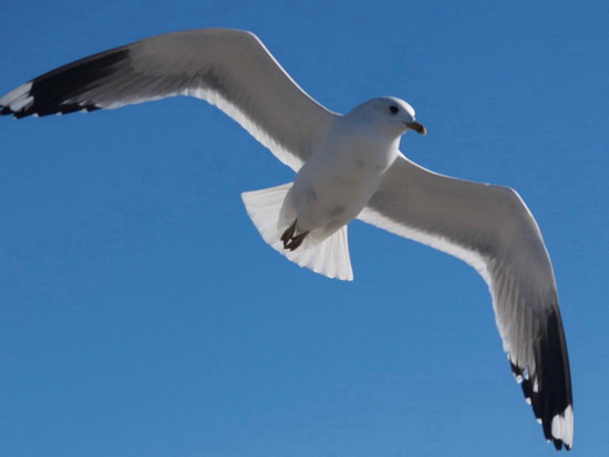 seagul21____berdyansk_see_of_azov_ukraine_v_kravchenko