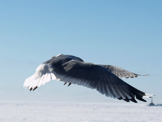 seagul24____berdyansk_see_of_azov_ukraine_v_kravchenko seagul24____berdyansk_see_of_azov_ukraine_v_kravchenko