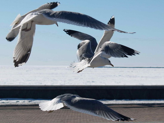 seagul25____berdyansk_see_of_azov_ukraine_v_kravchenko